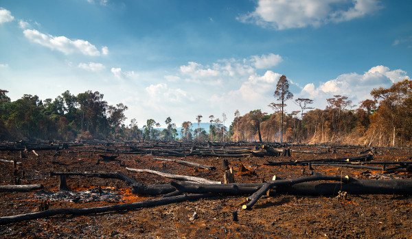 Muitas vezes, o fogo é usado para limpar uma área para a pastagem ou o plantio agrícola.