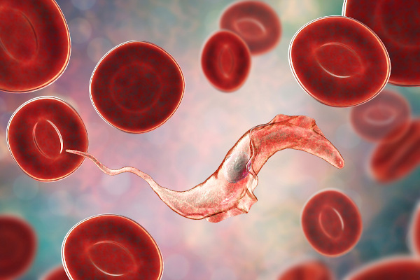 O Trypanosoma cruzi é um protozoário que se locomove por meio de flagelos.
