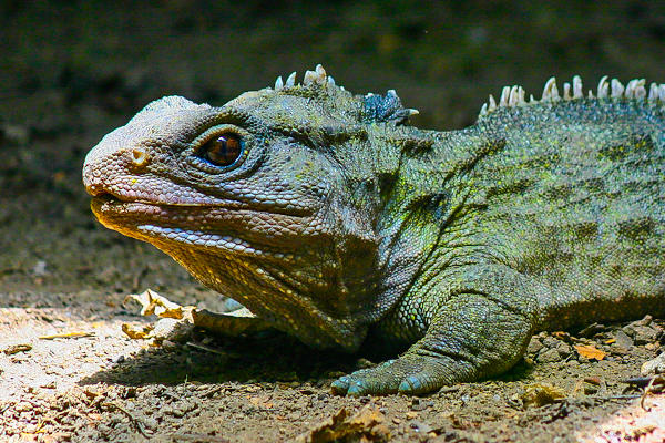 A tuatara é o único representante de Rhynchocephalia.