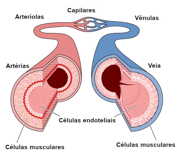 Os vasos sanguíneos estão interligados, formando um grande circuito pelo qual o sangue passa.
