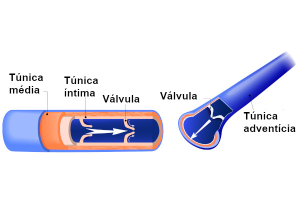  As veias apresentam três camadas formando sua parede: túnica íntima, túnica média e túnica adventícia.