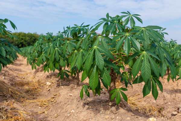  A mandioca é uma planta que pode atingir até cinco metros de altura.