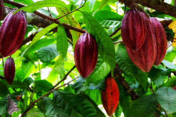 O fruto do cacaueiro é o cacau. Ele apresenta cores variadas, a depender da fase de maturação e variedade.