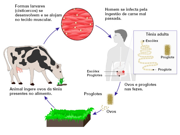 Ciclo de vida da tênia.