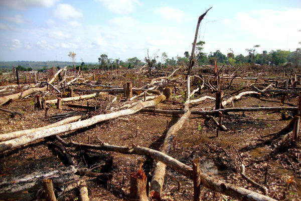 O desmatamento pode levar à fragmentação do ambiente, fazendo com que o ambiente, antes contínuo, apresente-se em manchas.