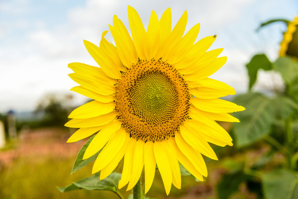 Girassol, um tipo de flor.