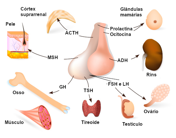 Na imagem, é possível observar os hormônios secretados pela hipófise e onde eles atuam.