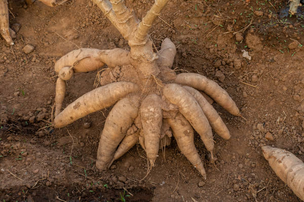  A mandioca é uma raiz tuberosa rica em amido.