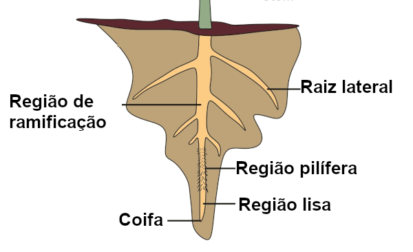 Observe as principais partes de uma raiz.