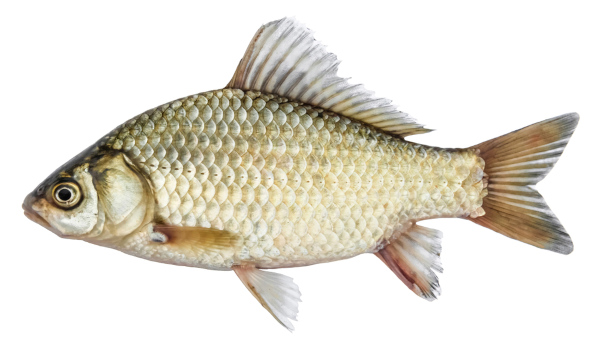 Os peixes ósseos apresentam opérculo, e a boca localiza-se anteriormente ao corpo.