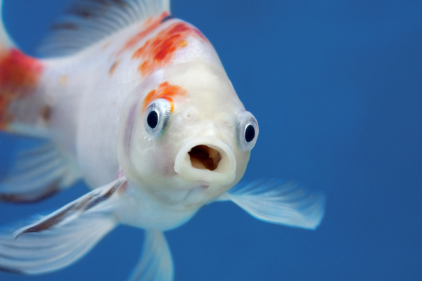 Os peixes são animais de hábitos aquáticos que apresentam nadadeiras e respiração, na maioria dos casos, branquial.