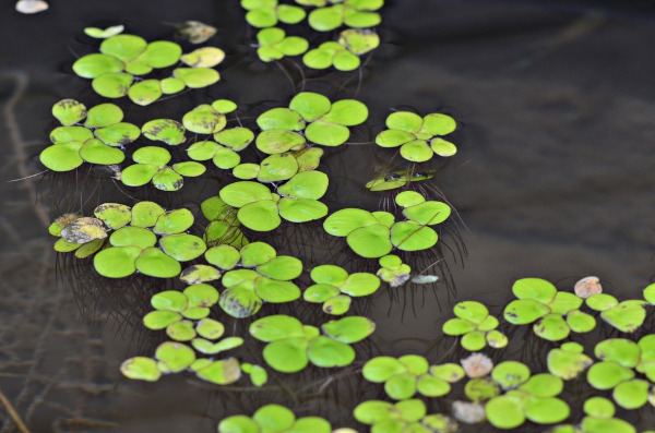 As plantas que vivem na água apresentam raízes aquáticas.