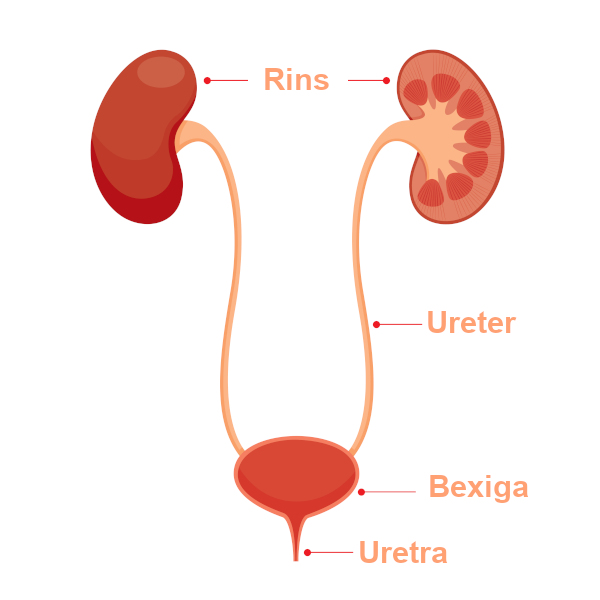 A uretra é a porção final das vias urinárias.