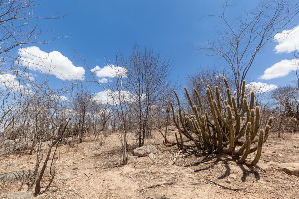 Vegetação típica da Caatinga durante a seca.