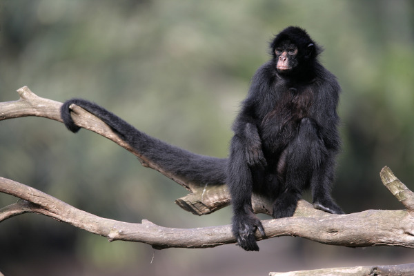 O macaco-aranha-de-cara-preta é um exemplo de macaco, logo, também é um primata.