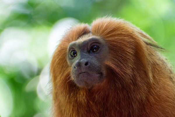 Marrom e mascote macaco branco, alegre em macaco Mascotes Mudança