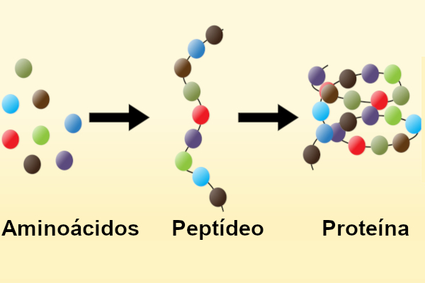 Os aminoácidos formam os peptídeos e estes podem formar as proteínas.
