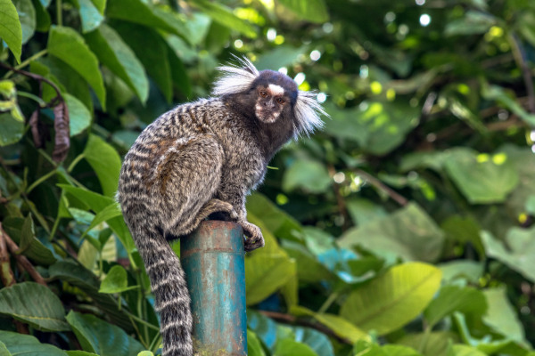 O sangui-de-tufo-branco é um macaco de pequeno porte que se destaca pelos pelos brancos em sua orelha.