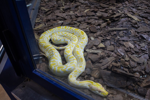 Serpentário é um dos locais mais visitados do Instituto Butantan.