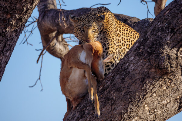 Os leopardos são animais carnívoros que se alimentam de diferentes animais, incluindo grandes mamíferos.