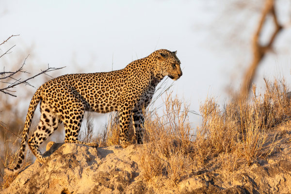 Existem nove subespécies de leopardo, as quais estão distribuídas pela Ásia e África.