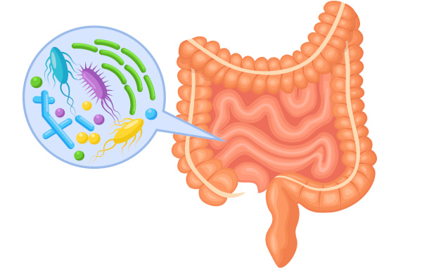 Bactérias do intestino.
