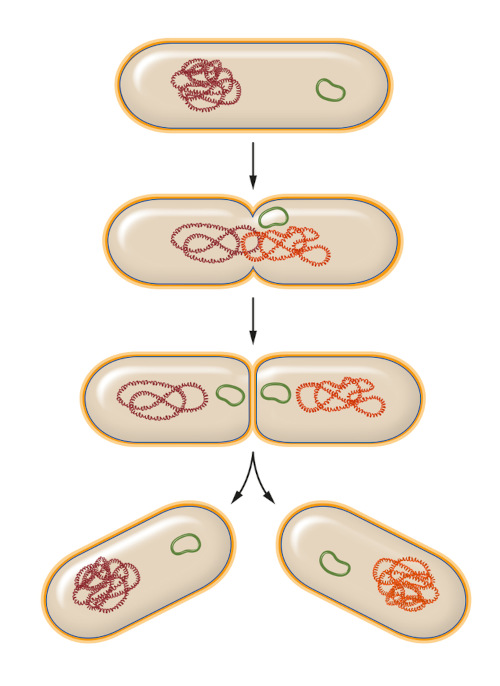 Processo de reprodução das bactérias.