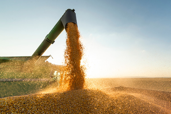 O Mato Grosso é hoje o maior produtor de soja do país.