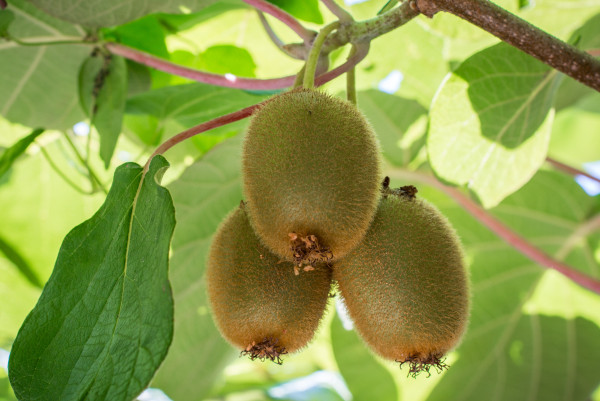 O kiwizeiro é uma planta originária da China, mas o nome kiwi foi dado na Nova Zelândia.