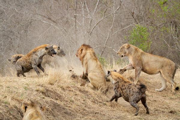 Leões podem roubar o alimento de outros animais.