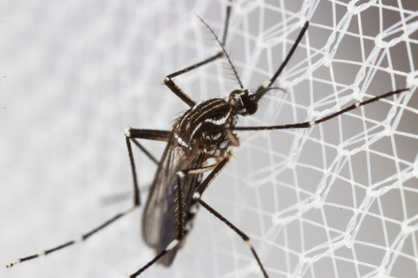 Os mosquitos do gênero Aedes são os vetores da chikungunya, uma doença viral.
