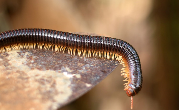 Os diplópodes são animais terrestres encontrados, geralmente, em locais de pouca luz, como embaixo de troncos.