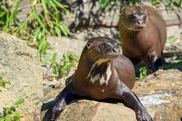 Duas ariranhas ao ar livre tomando sol em pedra.