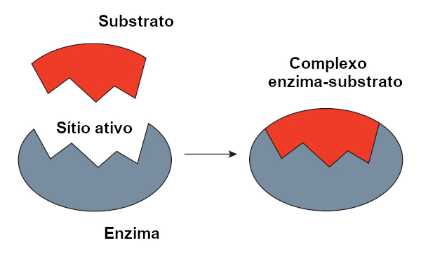 Modelo chave-fechadura de enzimas e substratos