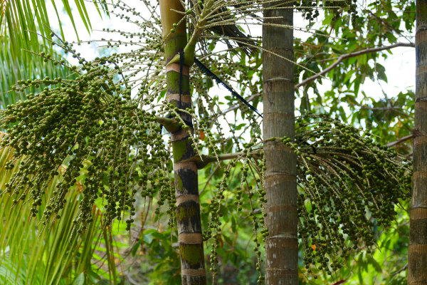 O Pará é o maior produtor brasileiro e mundial de açaí.
