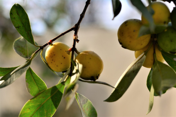 Dá-se o nome de araçá às diferentes espécies do gênero Psidium.