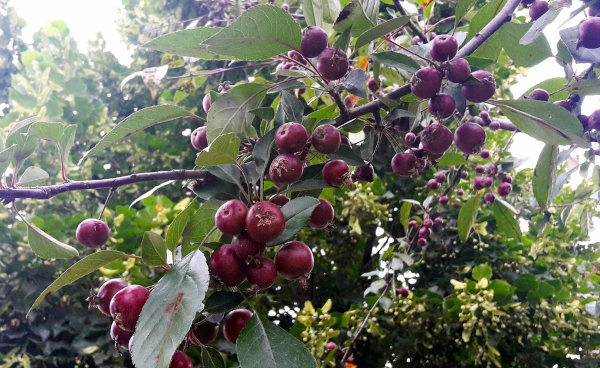 Os frutos do araçá possuem uma série de componentes benéficos à saúde.