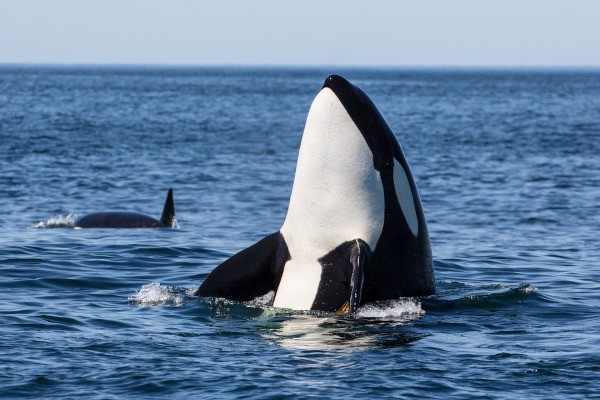 Apesar do título de baleia-assassina, a orca não é uma baleia-verdadeira.