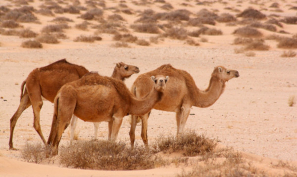 Apesar de parecidos com camelos, os dromedários possuem apenas uma corcova.