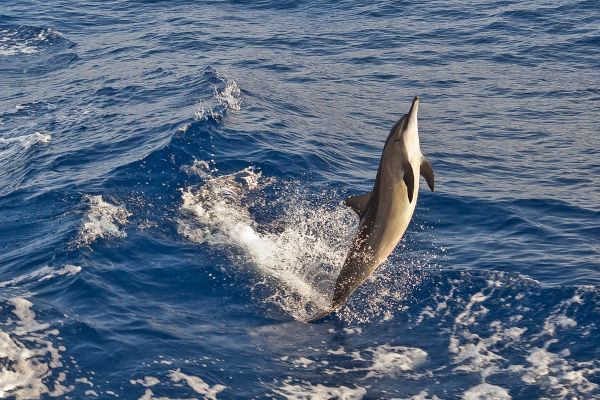 Os golfinhos-rotadores apresentam capacidade de saltar e girar sobre seu próprio eixo.