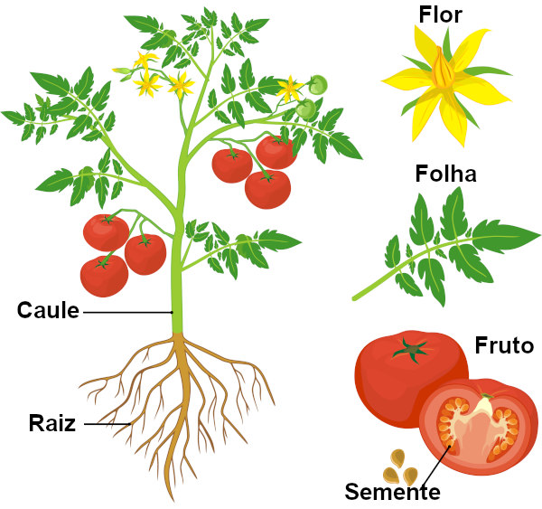 Observe os principais órgãos vegetais.