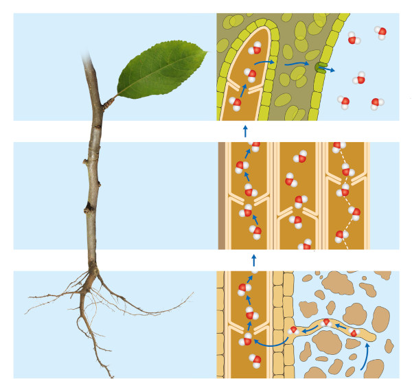 A transpiração nos vegetais está diretamente relacionada com a movimentação da seiva bruta.