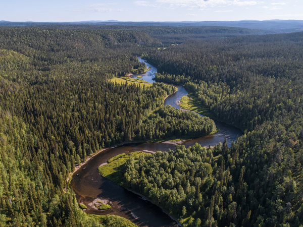 A paisagem da Taiga é formada principalmente por coníferas.