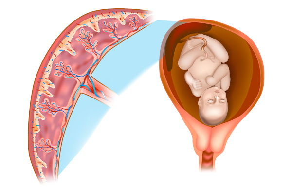 A placenta é um órgão transitório observado em mamíferos placentários.