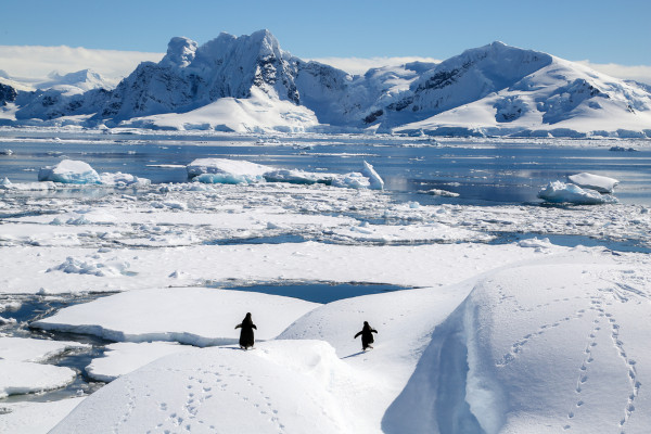 Paisagem polar congelada e com pinguins caminhando.