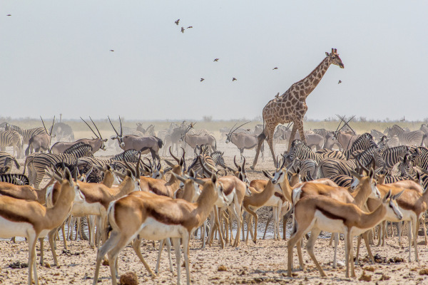 Fauna da Savana africana