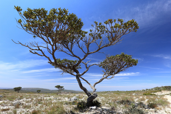 Flora da savana