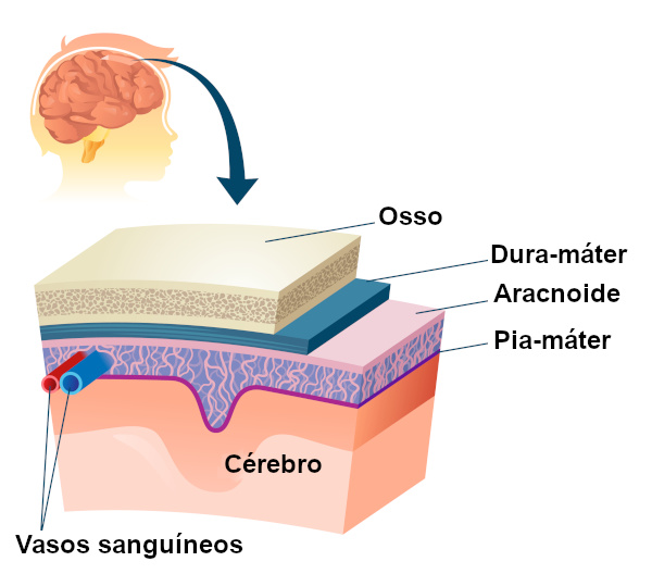 Esquema representativo das meniges.