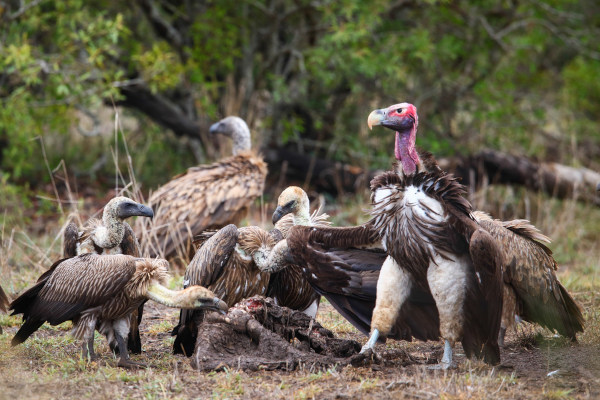 Abutres se alimentando de carcaça na floresta.