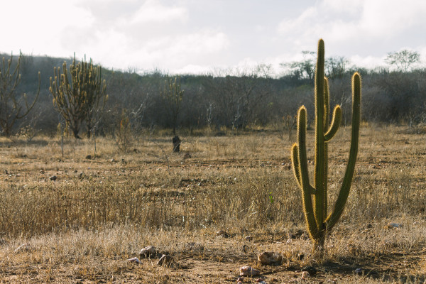 Domínio morfoclimático caatinga.